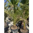 Phoenix canariensis (2 méter magas)
