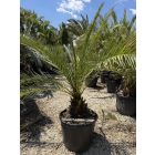 Phoenix canariensis (2 méter magas)