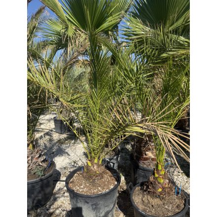 Phoenix canariensis (2 méter magas)