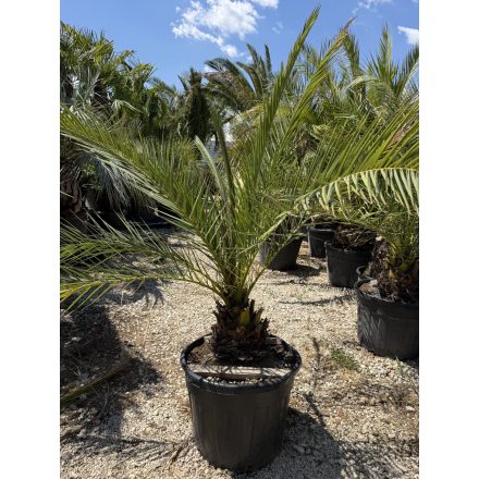 Phoenix canariensis (2 méter magas)