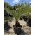 Phoenix canariensis (2 méter magas)