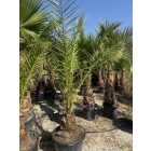 Phoenix canariensis (2 méter magas)