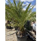 Phoenix canariensis (2 méter magas)