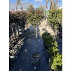 Korallberkenye "Compacta" Törzses X