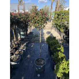 Korallberkenye "Compacta" Törzses X