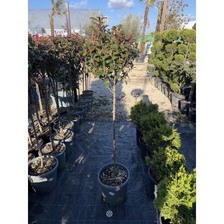 Korallberkenye "Compacta" Törzses X