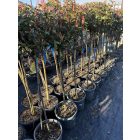 Korallberkenye "Compacta" Törzses X