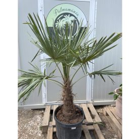 Kínai kenderpálma (150-160 cm magas) Kínai kenderpálma (150-160 cm magas)