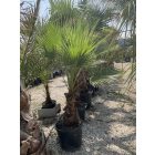 Mexikói pálma (200 cm magas)