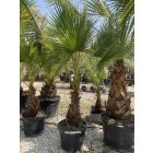 Mexikói pálma (200 cm magas)