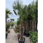 Japán kenderpálma (120-140 cm törzs)