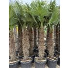 Japán kenderpálma (120-140 cm törzs)