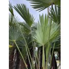 Japán kenderpálma (120-140 cm törzs)