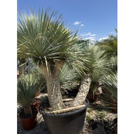 Yucca rostrata ( 4 fejű)