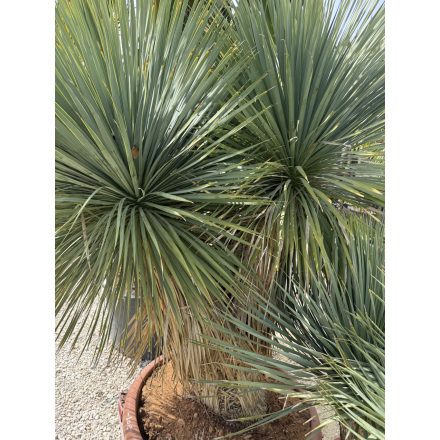 Yucca rostrata ( 4 fejű)