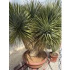 Yucca rostrata ( 4 fejű)