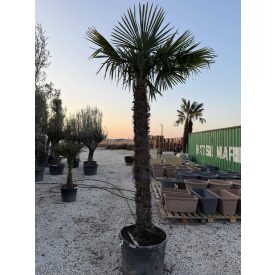 Kínai kenderpálma (340-380 cm magas) Kínai kenderpálma (340-380 cm magas)