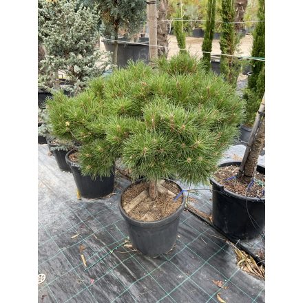 Pinus Negra feketefenyő (110 cm)