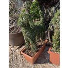 Törpefagyal kutya 120 cm