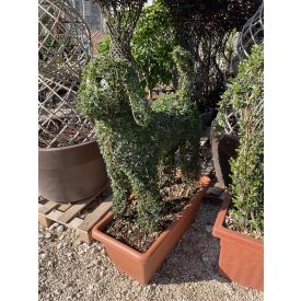 Törpefagyal kutya 120 cm