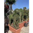 Törpefagyal kutya 120 cm