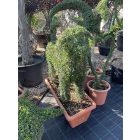 Törpefagyal kutya 120 cm