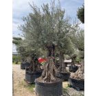 Olajfa őstörzses 15