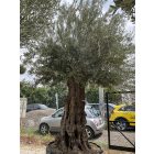Olajfa őstörzses 15