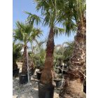 Mexikói pálma (350 cm magas)