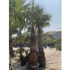 Mexikói pálma (350 cm magas)
