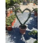 Szív forma / Lonicera Nitida (110 cm)