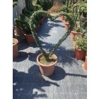 Szív forma / Lonicera Nitida (110 cm)