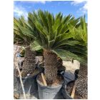 Japán cikász (180-190 cm magas)