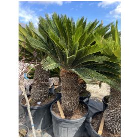 Japán cikász (180-190 cm magas) Japán cikász (180-190 cm magas)