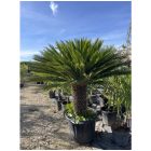 Japán cikász (180-190 cm magas)