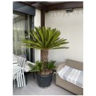 Japán cikász (180-190 cm magas)