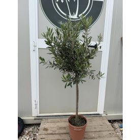 Olajfa (120 cm magas) Olajfa (120 cm magas)