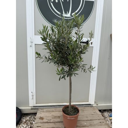 Olajfa (120 cm magas)
