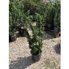 Kecskerágó (40-60 cm)