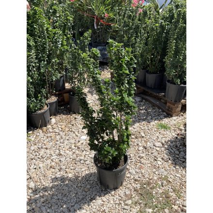 Kecskerágó (40-60 cm)