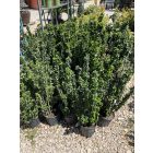 Kecskerágó (40-60 cm)