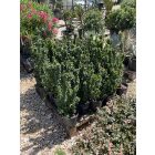 Kecskerágó (40-60 cm)