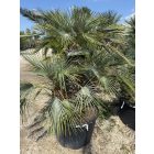 Chamaerops Humilis ‘Cerifera’