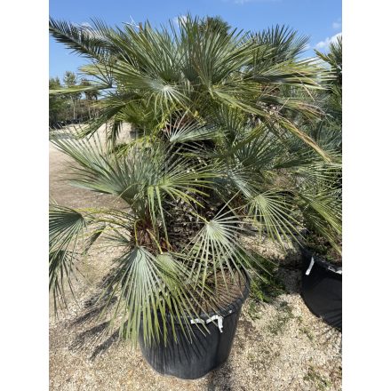 Chamaerops Humilis ‘Cerifera’