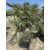 Chamaerops Humilis ‘Cerifera’