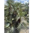 Chamaerops Humilis ‘Cerifera’