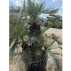 Chamaerops Humilis ‘Cerifera’