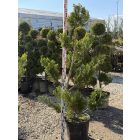 Leylandi Ciprus Arany pom-pom (170 cm)