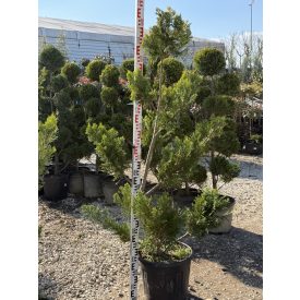 Leylandi Ciprus Arany pom-pom (170 cm)