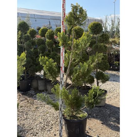 Leylandi Ciprus Arany pom-pom (170 cm)
